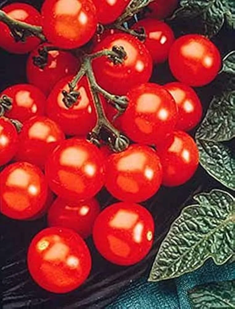Tomato, Husky Cherry Red 100 Seed Count - Image 2