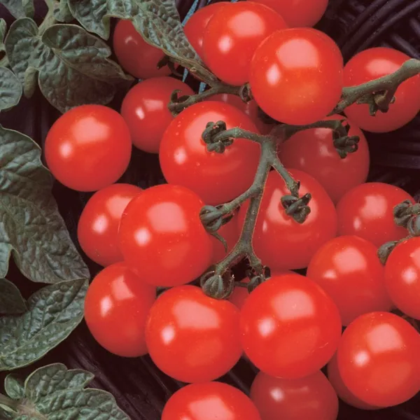 Tomato, Husky Cherry Red 100 Seed Count