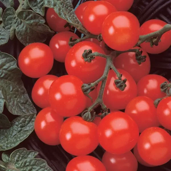 Tomato, Husky Cherry Red 500 Seed Count - Image 2