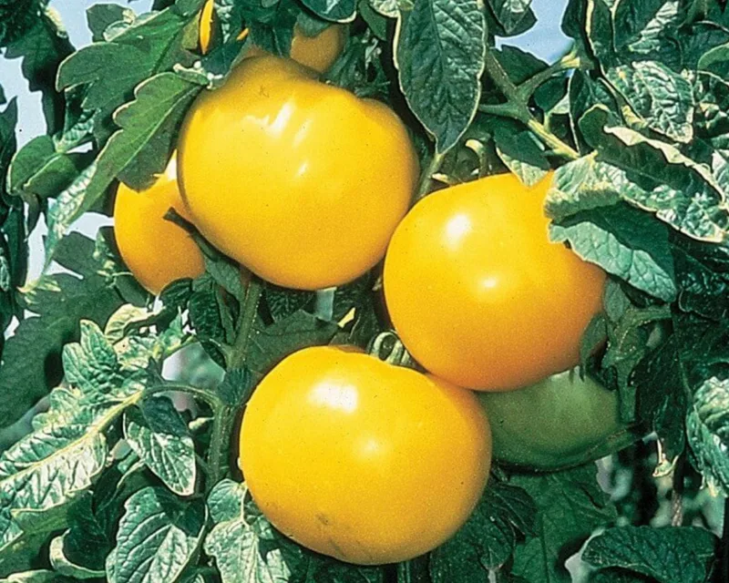 Tomato, Lemon Boy Hybrid 75mg - Image 2