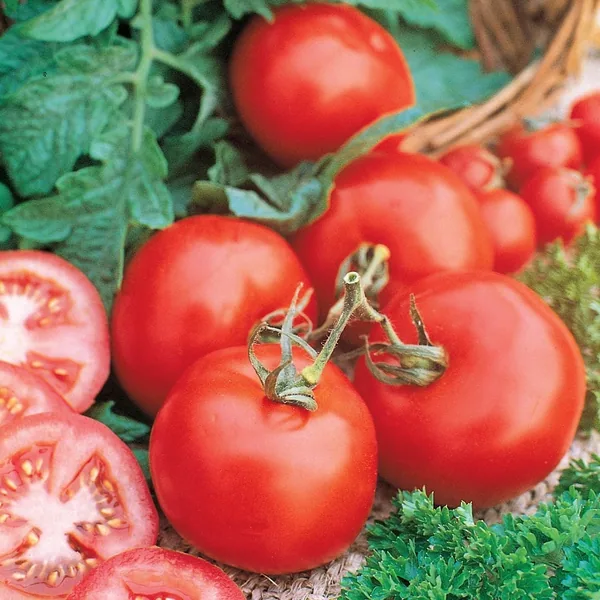 Tomato, Marglobe 1