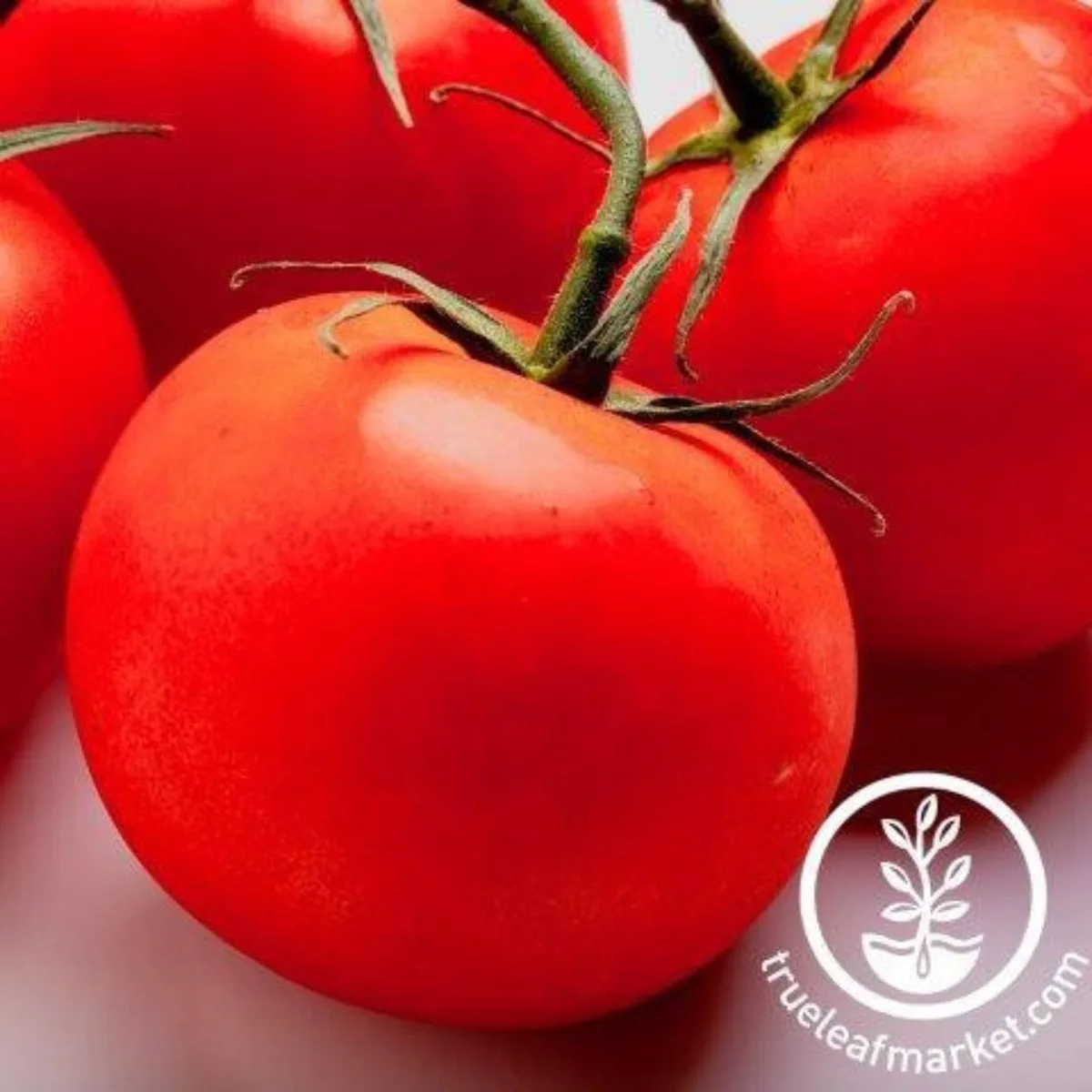 Tomato, Mountain Pride F1 5000 Seed Count - Image 2