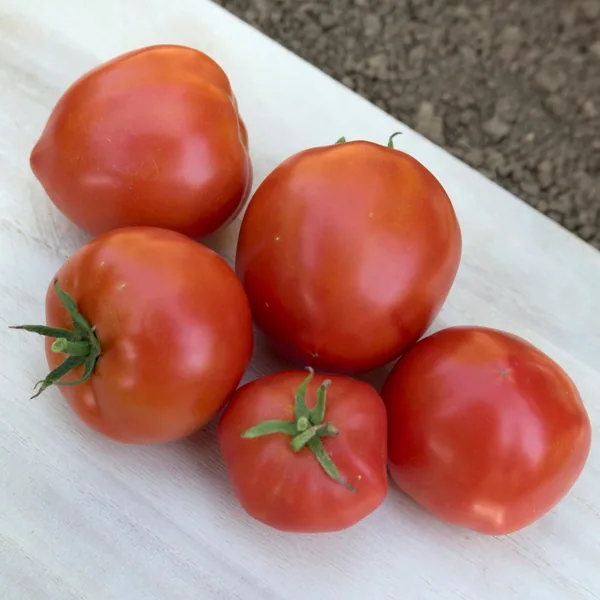 Tomato, Mountain Pride F1 5000 Seed Count