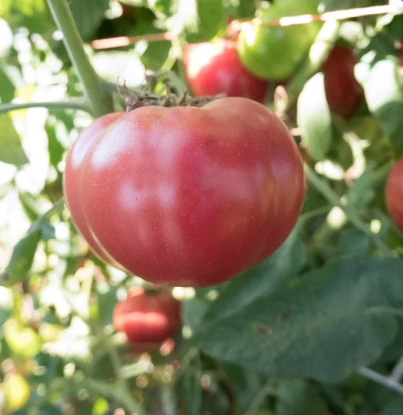 Tomato, Oxheart Red 500 Seed Count