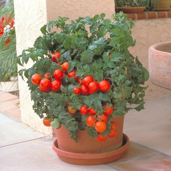 Tomato, Patio Hybrid Treated 100 Seed Count