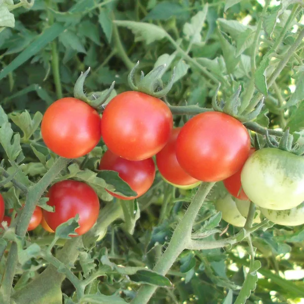 Tomato, Red Cherry 1