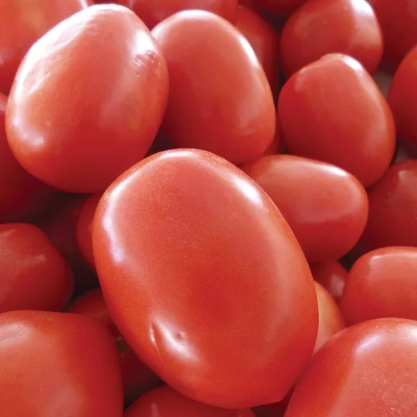 Tomato, Roma 1