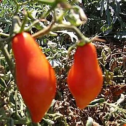 Tomato, San Marzano Indeterminate 100 Seed Count