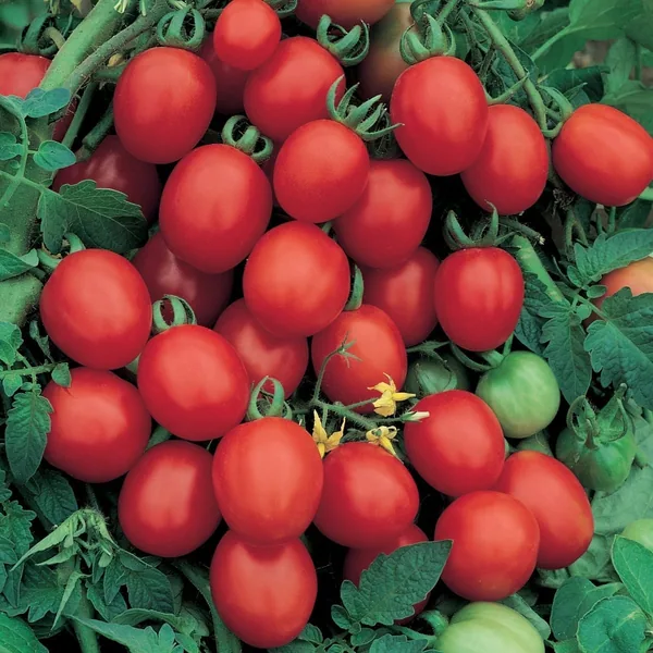 Tomato, Sugar Plum Grape - 1