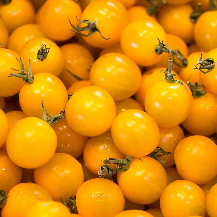 Tomato, Sunsugar 500 Seed Count - Image 2