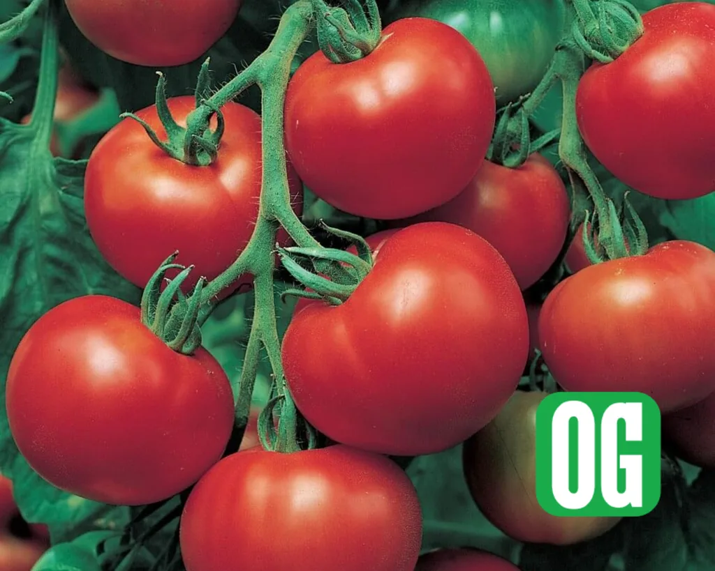 Tomato, Super Sioux 500 Seed Count - Image 2