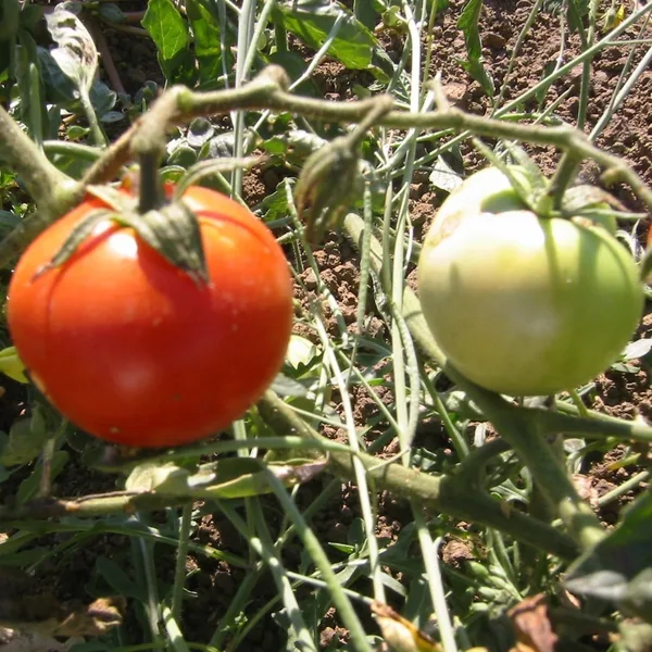 Tomato, Super Sioux 500 Seed Count