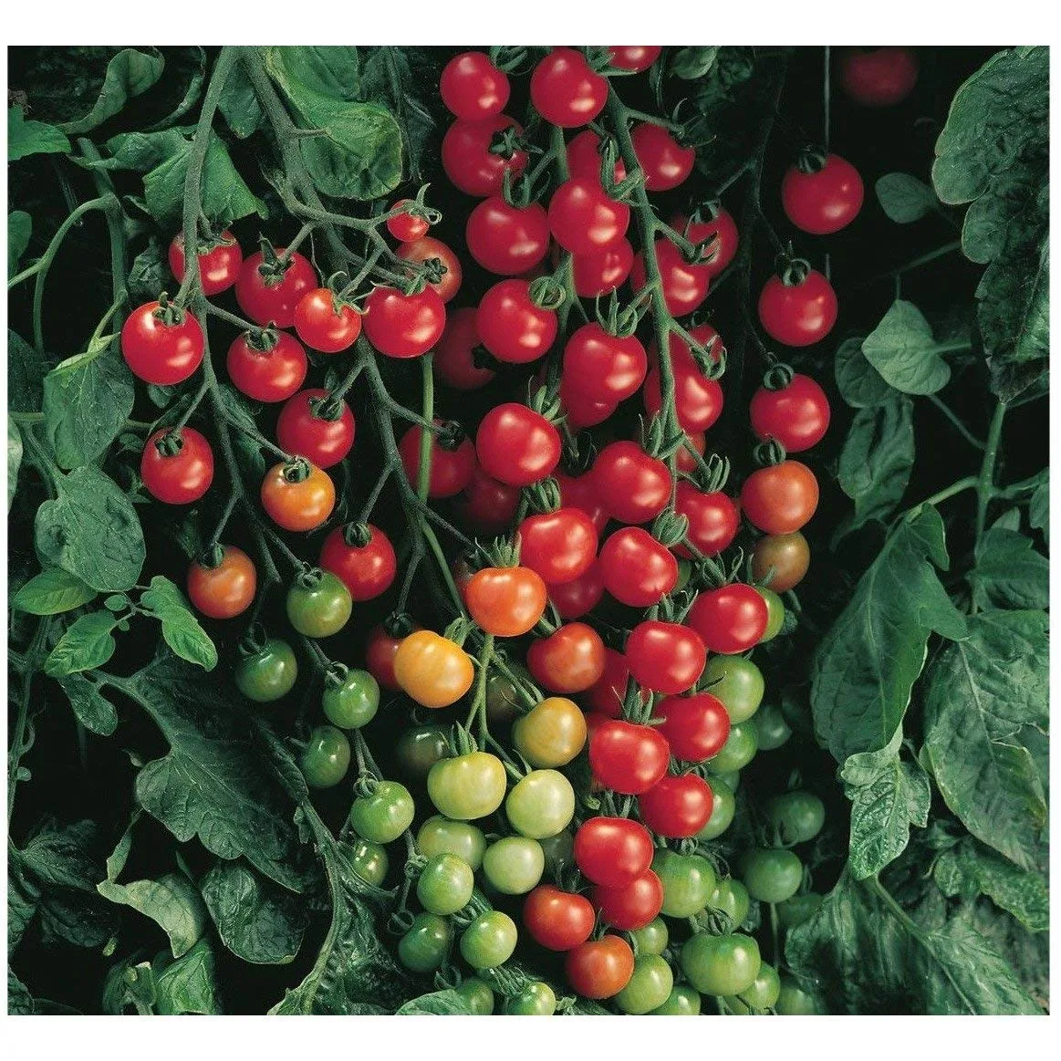 Tomato, Super Sweet 100 20 Seed Count - Image 2