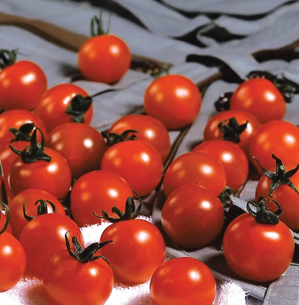 Tomato, Sweet Million Treated 10,000 Seed Count