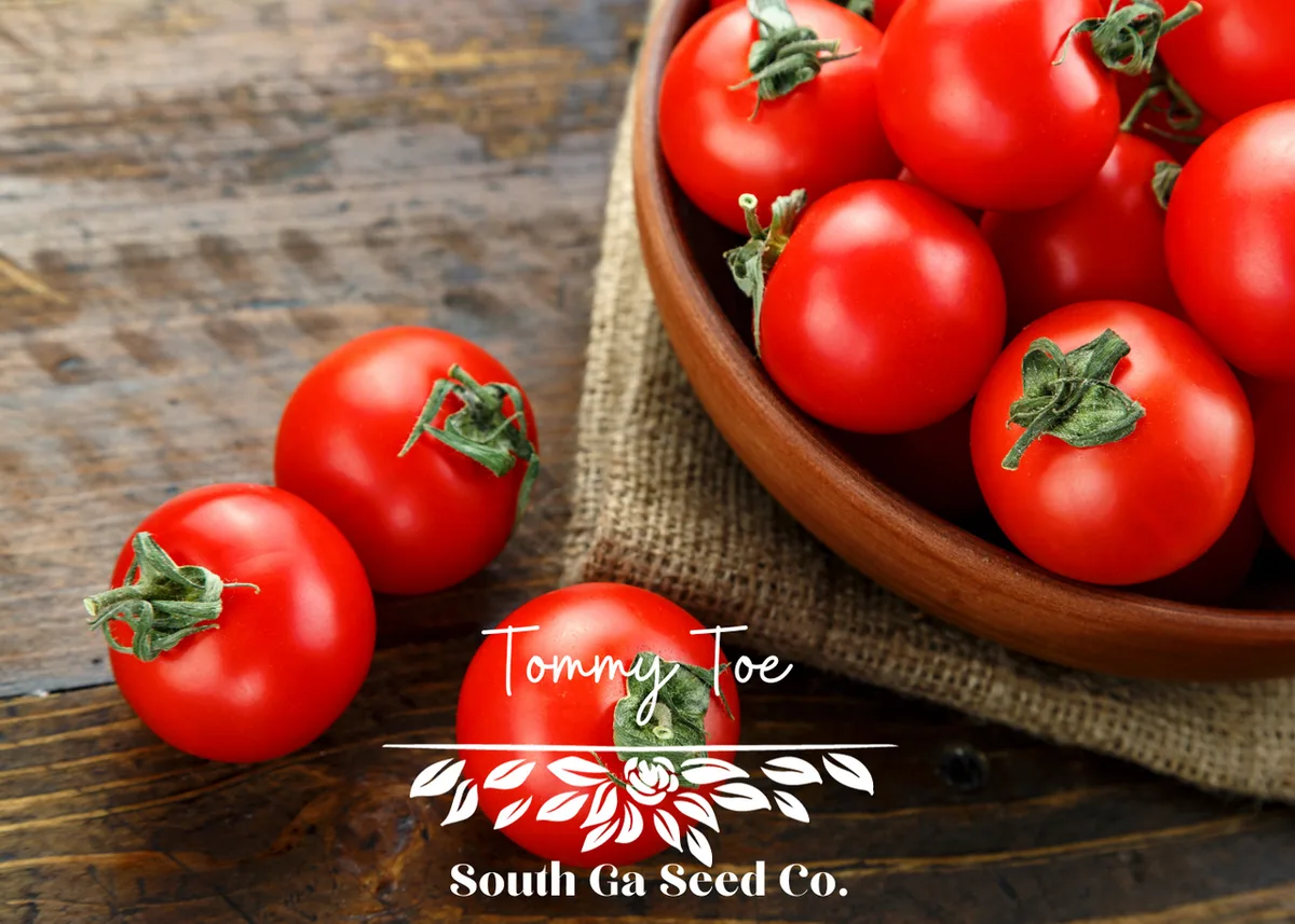 Tomato, Tommy Toe 500 Seed Count - Image 2