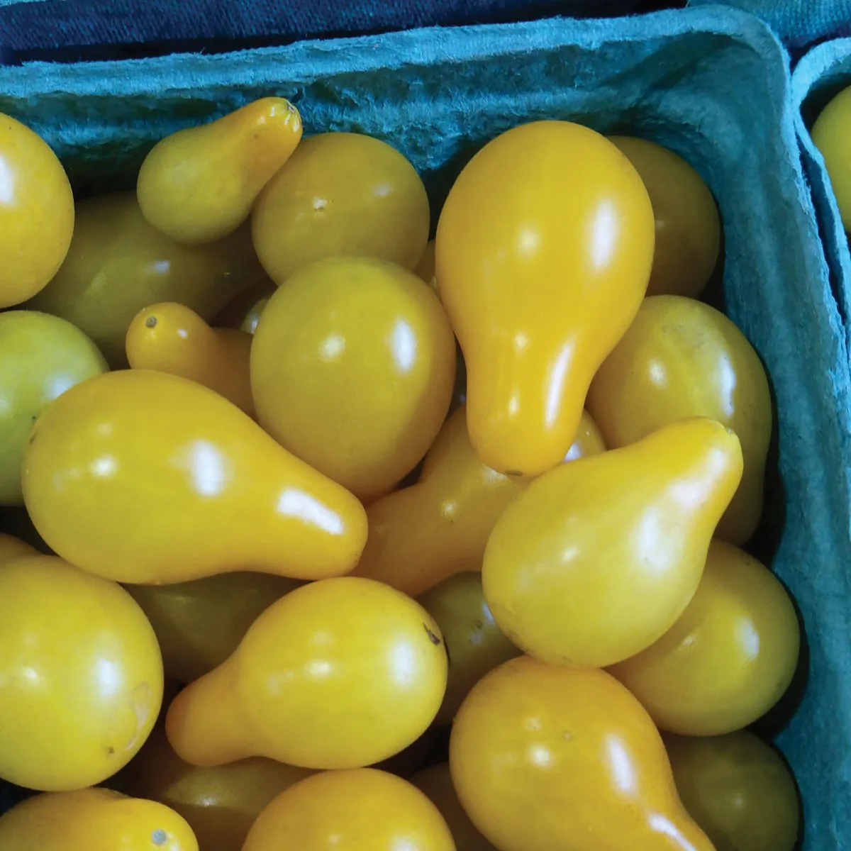 Tomato, Yellow Pear 1000 Seed Count - Image 2