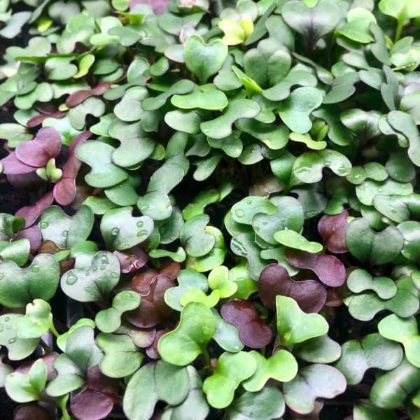 Top Choice Brassica Mix 2 lbs Each