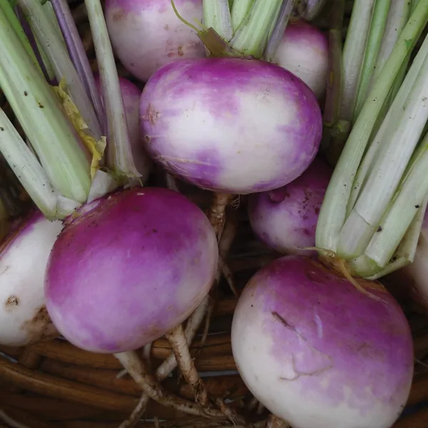 Turnip, Purple Top White Globe 50 lbs