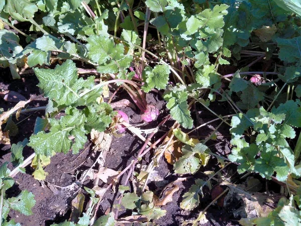 Turnips, Purple Top White Globe