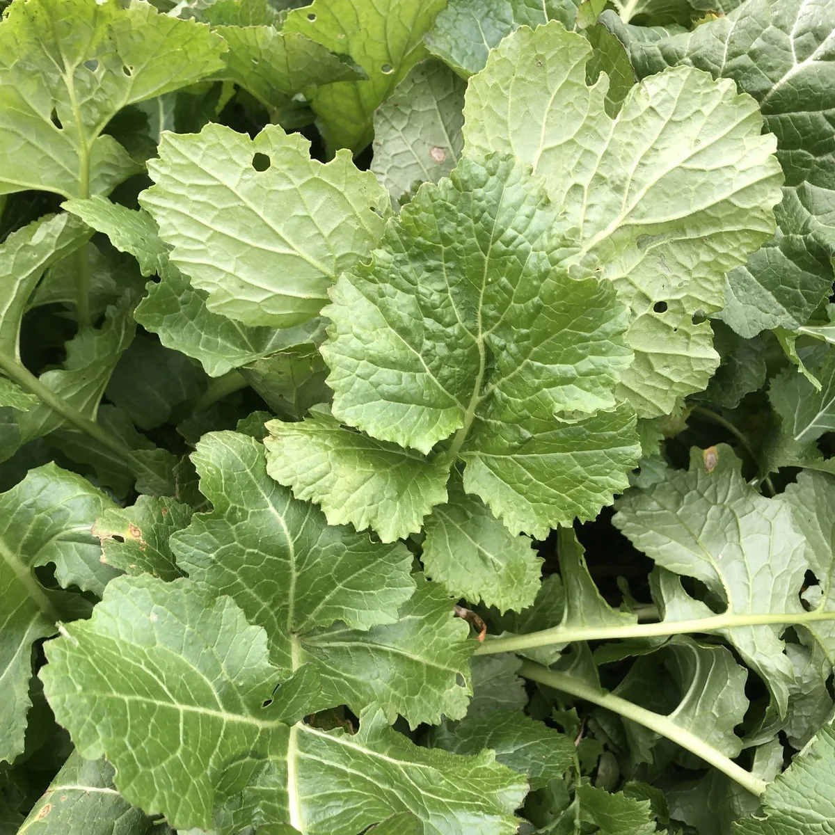 Turnips, Seven Top 1/2oz - Image 2