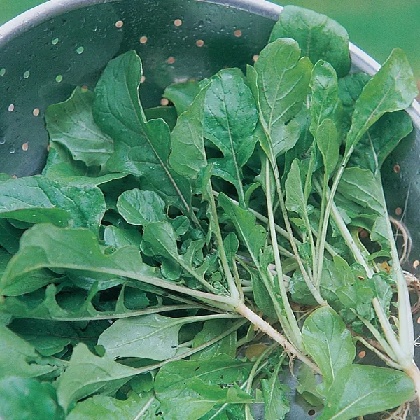 Turnips, Seven Top