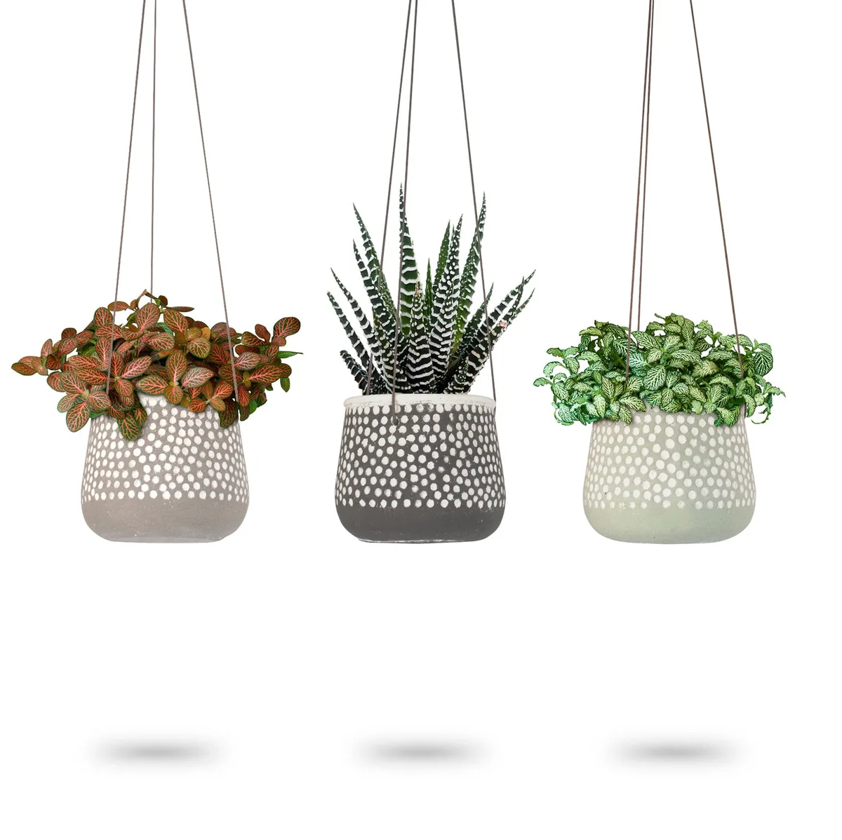 VCS 10" Hanging Polka Dot Planters - Image 2