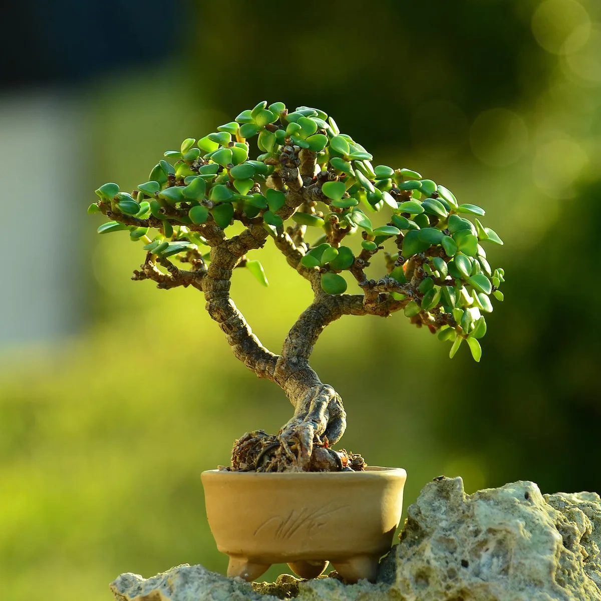 Verandah 8" Ficus Bonsai Jade - Image 2