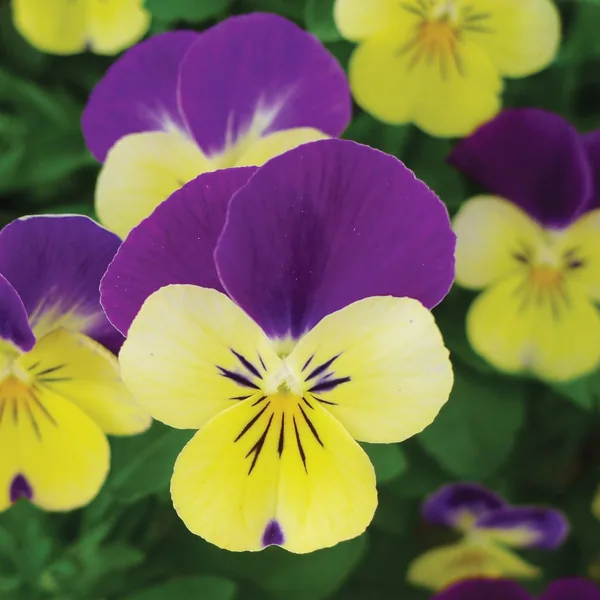 Viola, Johnny Jump Up 1/4oz