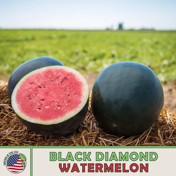 Watermelon, Black Diamond 1/2lb