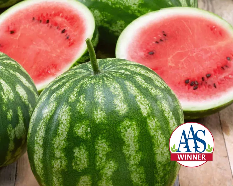 Watermelon, California Sweet Bush 100 Seed Count - Image 2