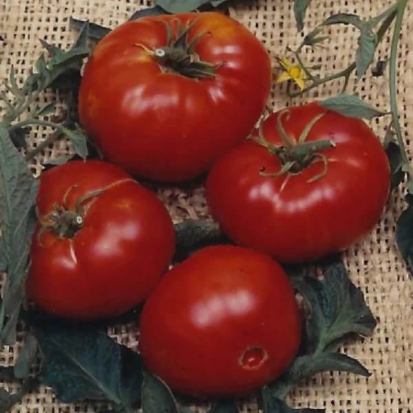Watermelon, California Sweet Bush 100 Seed Count