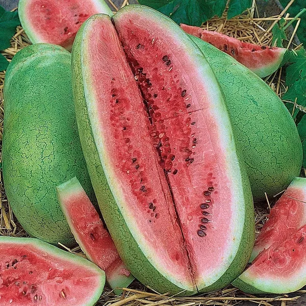 Watermelon, Charleston Grey 1/2oz