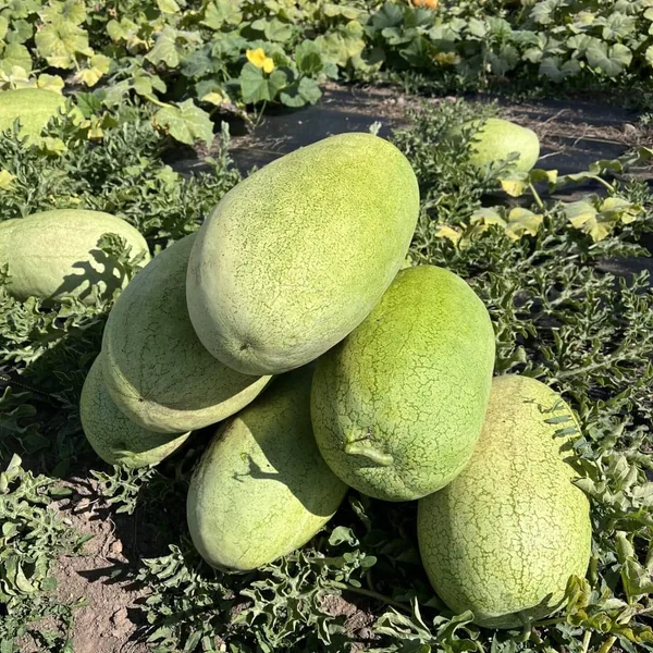 Watermelon Charleston Grey 1 50 lbs