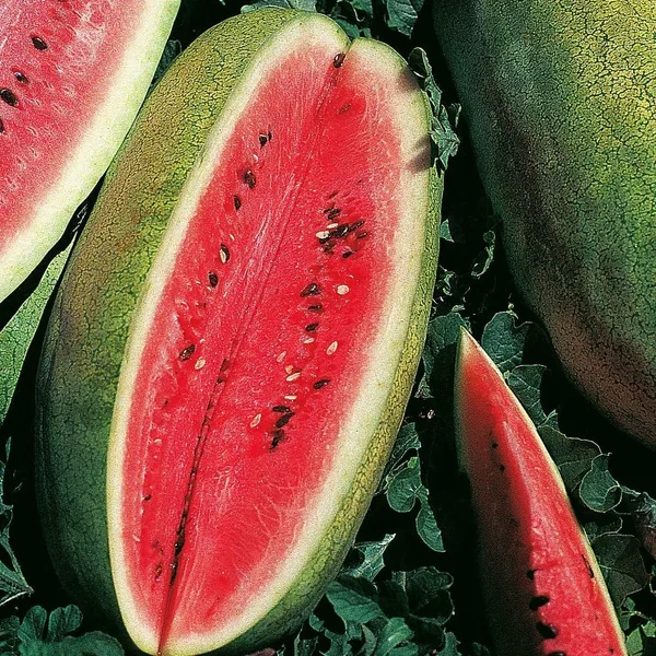 Watermelon, Congo 1