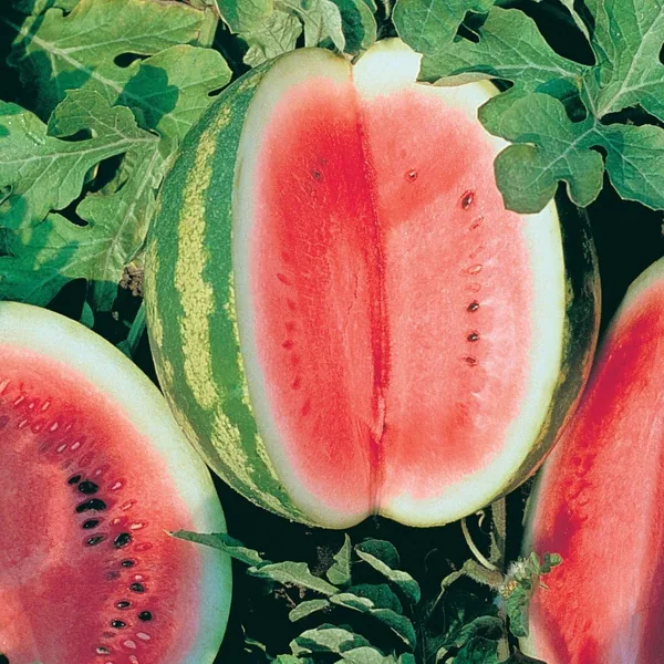 Watermelon, Crimson Sweet 1