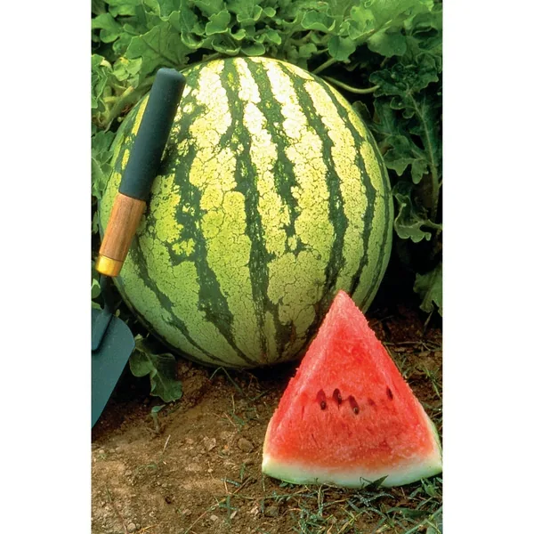 Watermelon, Dixie Queen 1