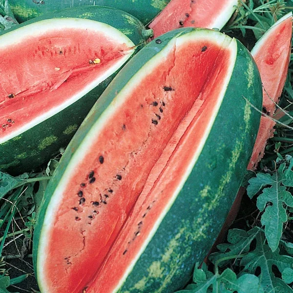 Watermelon, Florida 1