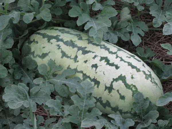 Watermelon Jubilee 50 lbs