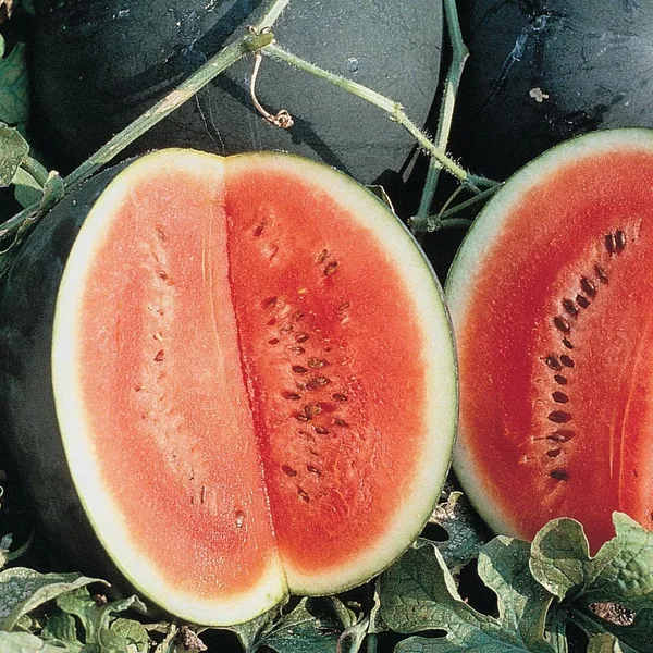 Watermelon, Sugar Baby 1