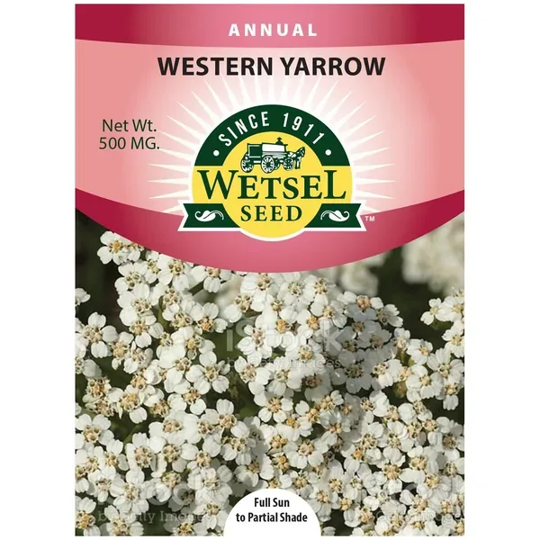 Western Yarrow 500mg - Image 2