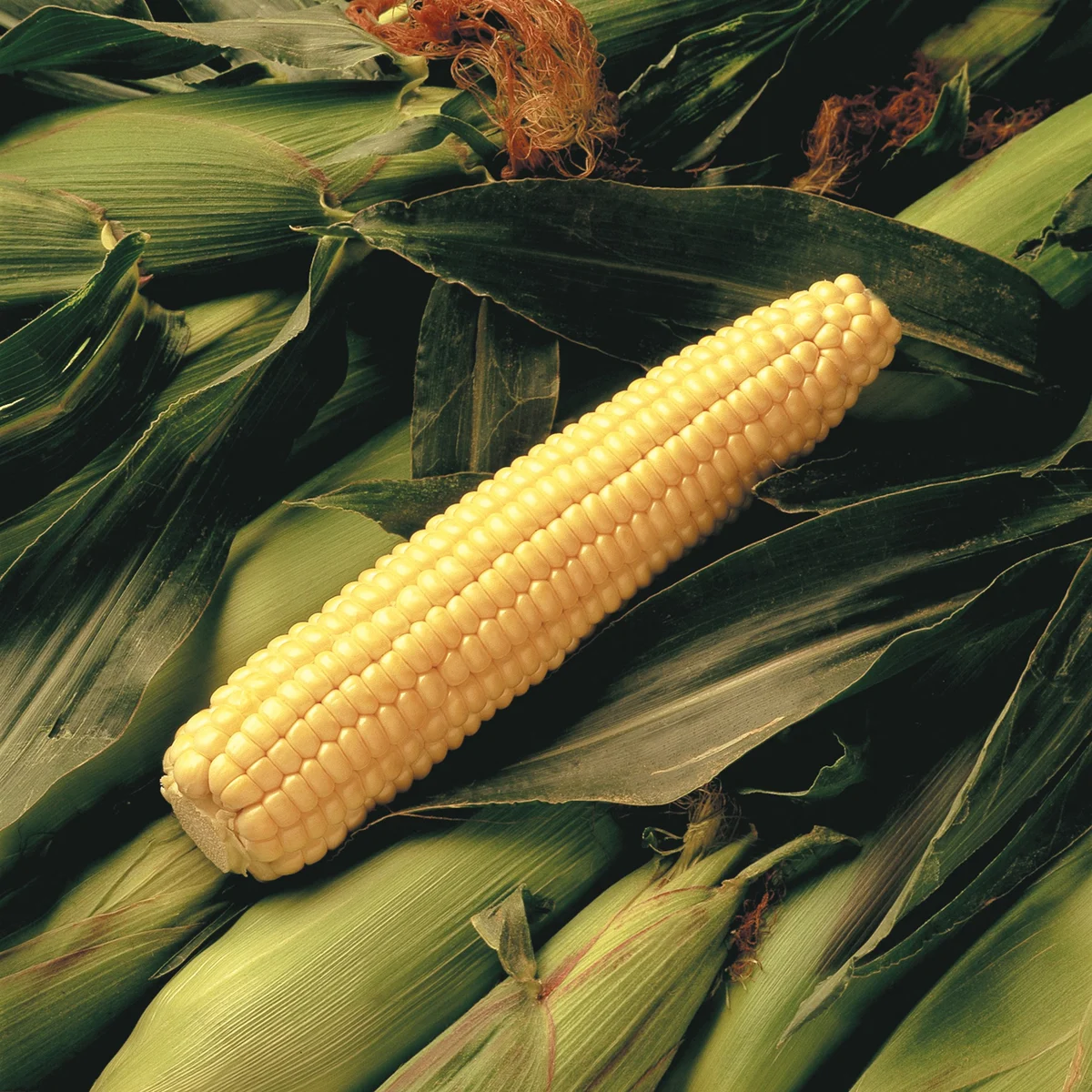 Wetsel Seed Early Sunglow Hybrid Sweet Corn