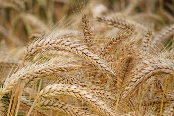 Wheat, Malibar Treated 50lb