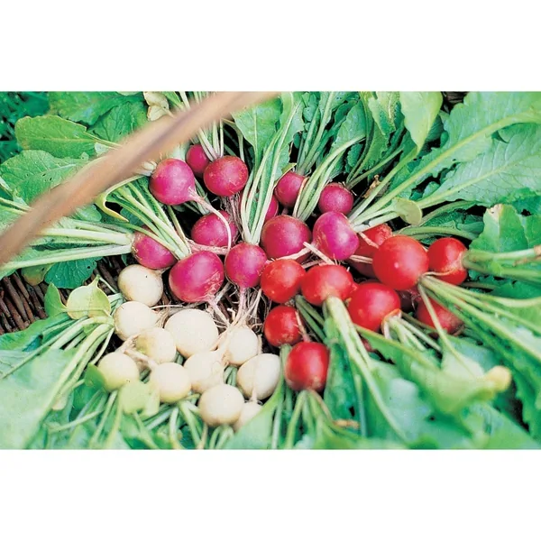 White Egg Turnip