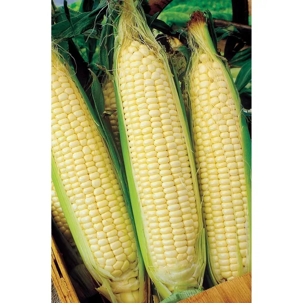 Yellow Truckers Favorite Corn 50 lbs