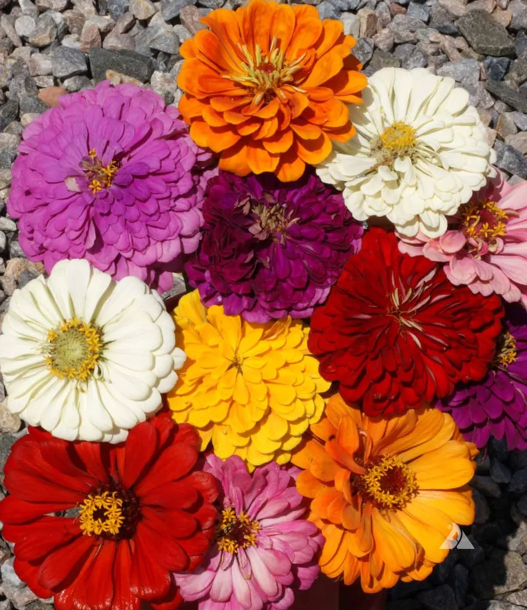 Zinnia, California Giant Mix - 1 LB - Image 2