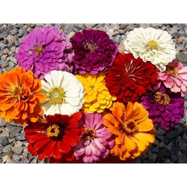 Zinnia, California Giant Mix - 1 LB