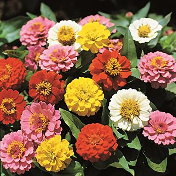 Zinnia, Lilliput Mix 1/2lb
