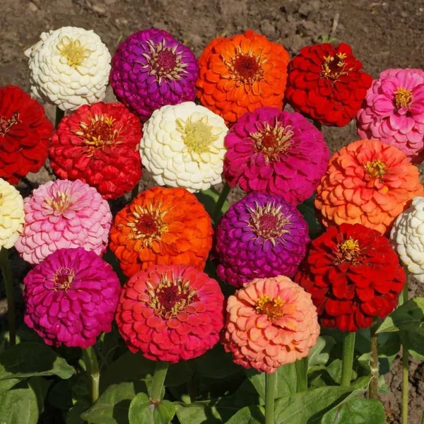 Zinnia, Lilliput Mix Lbs