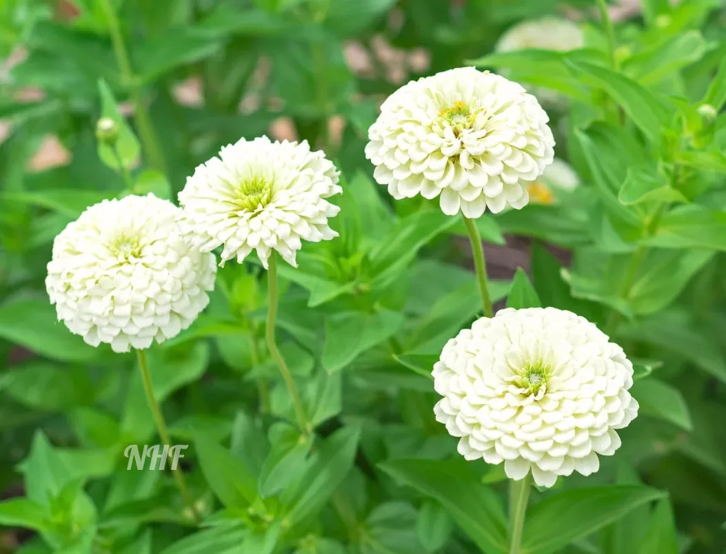 Zinnia, Purity White 590mg - Image 2