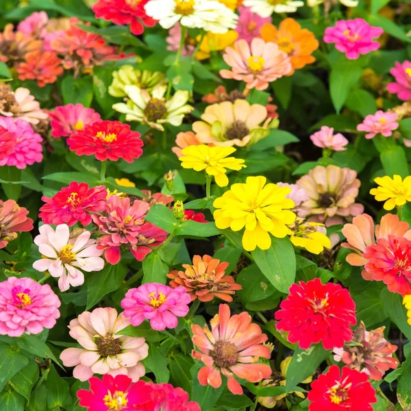 Zinnia, Thumbelina 1